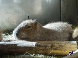 Tiergarten Schönbrunn am 27.01.2026